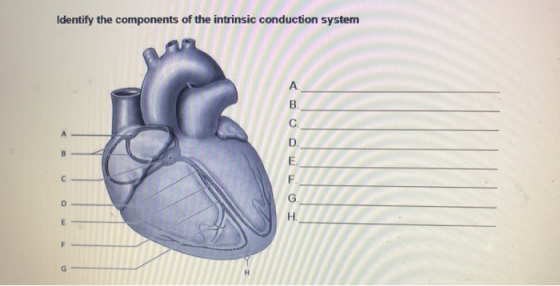 Identify the components of the intrinsic conduction system E. F G VA