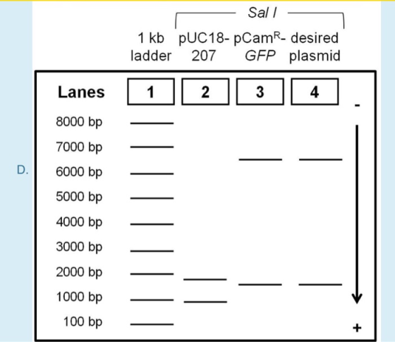Sal 1 kb pUC18- pCamR- desired ladder 207 GFP plasmid 4 Lanes 8000 bp 7000 bp D6000 bp 5000 bp 4000 bp 3000 bp 2000 bp 1000 b