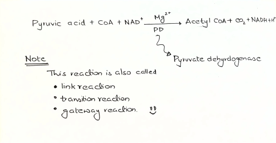 Pyruvic acid + COA + NADI_ + Acetyl COA+ 4 + NADH THE PD Note Pyruvate dehyrdogenase genase This reaction is also called • li