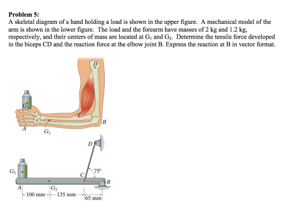 Problem 5: A skeletal diagram of a hand holding a load is shown in the upper figure. A mechanical model of the arm is shown in the lower figure. The load and the forearm have masses of 2 kg and 1.2 kg, respectively, and their centers of mass are located at Gi and G2. Determine the tensile force developed in the biceps CD and the reaction force at the elbow joint B. Express the reaction at B in vector format. at in the biceps CD and the reacior G2 75° 100 mm135 mm