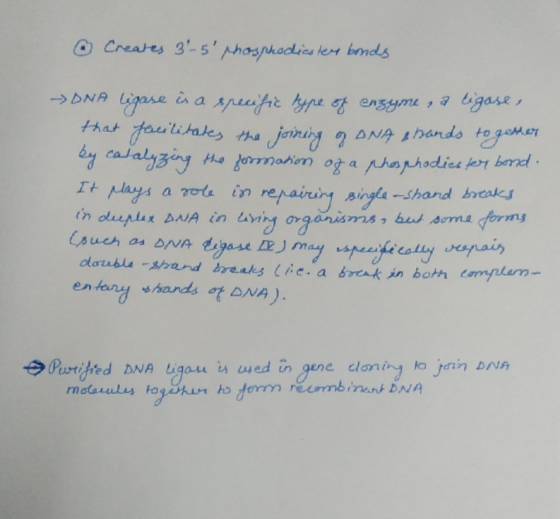 Creates 3 -5 phosphodiester bonds → DNA Ligase is a specific type of enzyme, a ligose, that facilitates the joining of DNA s