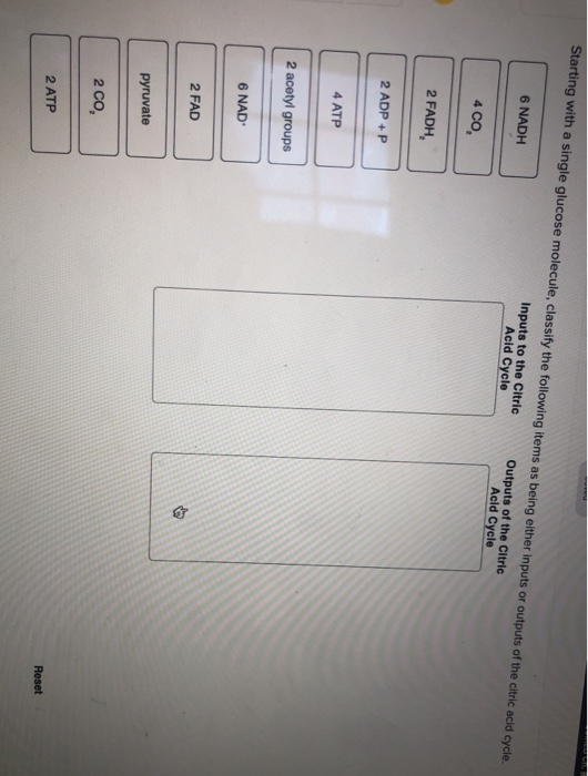 Starting with a single glucose molecule, classify the following items as being either inputs or outputs of the citric acid cy
