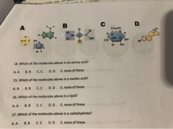 At Fvolution Bu blongs to a county, state, and a CH2OH I-U н H OH bH HO OHH CC 14. Which of the molecules above is an amino a