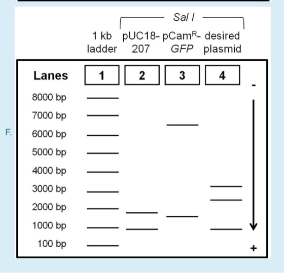 Sal l 1 kb pUC18- pCamR- desired ladder 207 GFP plasmid 4 Lanes1 8000 bp 7000 bp F6000 bp 5000 bp 4000 bp_ 3000 bp _ 2000 bp-