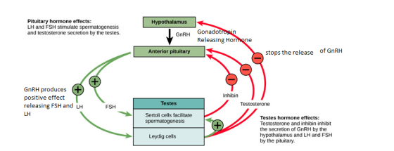 Pituitary hormone effects: LH and FSH stimulate spermatogenesis and testosterone secretion by the testes. Hypothalamus GnRH G