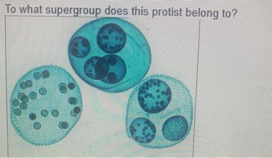 To what supergroup does this protist belong to?