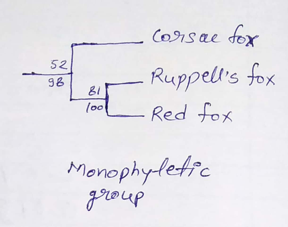 52 - Corsae fox - Ruppells fox 281 L Red fox 98 81 Monophyletic group