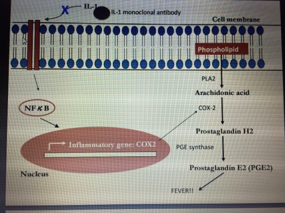 If IL-1 was blocked by a monoclonal antibody, whic