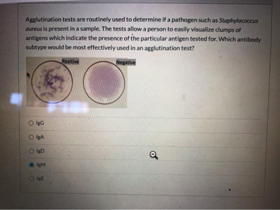 Agglutination tests are routinely used to determine if a pathogen such as Staphylococcus aureus is present in a sample. The t