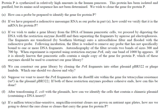 Protein P is synthesized in relatively high amounts in the human pancreas. This protein has been isolated and purified, but i