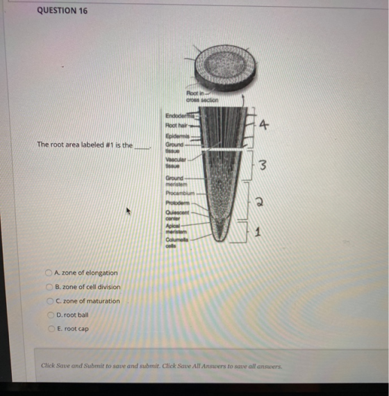 QUESTION 16 The root area labeled #1 is the Ground 23:33 PE A. zone of elongation OB.zone of cell division OC.zone of maturat