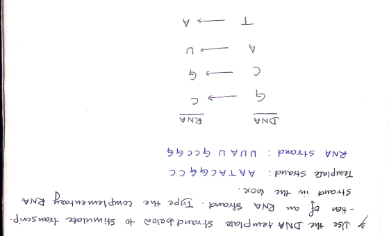 to stimulate transcrip- complementary RNA Ť Use the DNA template strand below - tion of an RNA strand. Type the Strand in the