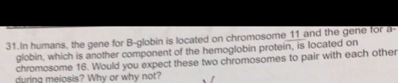 31.In humans, the gene for B-globin is located on chromosome 11 and the gene for a globin, which is another component of the