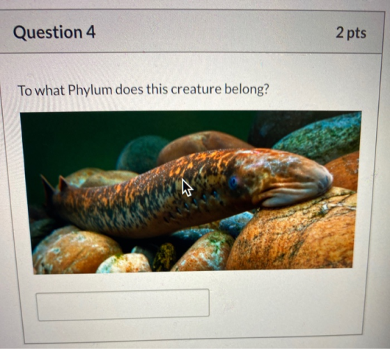 Question 4 2 pts To what Phylum does this creature belong?