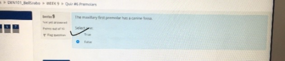 The maxillary first premolar has a canine fossa. Not yet arwred Poines out of 10 PRag qvestian o False