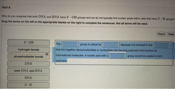 Part A Why do you suppose that both DNA and RNA have 3-OH groups and we do not typically find nucleic acids within cells tha
