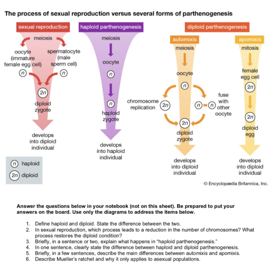 The process of sexual reproduction versus several forms of parthenogenesis sexual reproduction haploid parthenogenesis diploi
