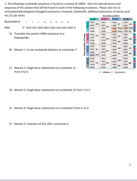 1. The following nucleotide sequence is found on a strand of mRNA. Give the altered amino acid sequence of the protein that w