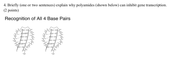 4. Briefly (one or two sentences) explain why polyamides (shown below) can inhibit gene transcription. (2 points) Recognition