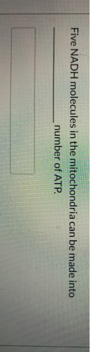 Five NADH molecules in the mitochondria can be made into number of ATP.