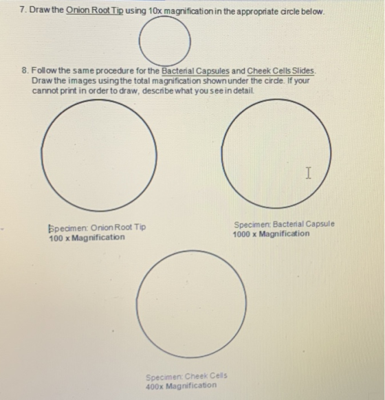 7. Draw the Onion Root Tip using 10x magnification in the appropriate circle below. 8. Follow the same procedure for the Bact