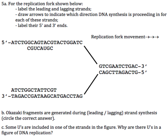 5a. For the replication fork shown below: - label the leading and lagging strands; - draw arrows to indicate which direction