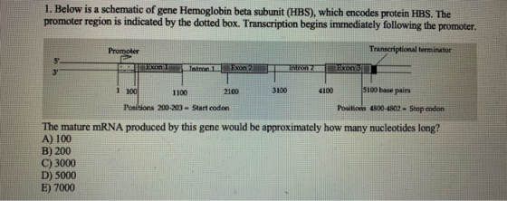 1. Below is a schematic of gene Hemoglobin beta subunit (HBS), which encodes protein HBS. The promoter region is indicated by