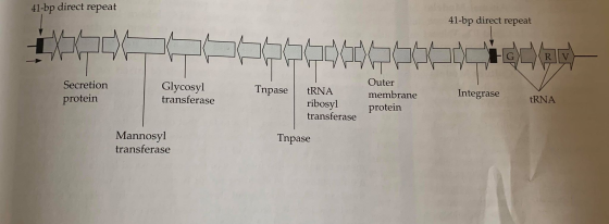 41-bp direct repeat 41-bp direct repeat EXTES Secretion protein Glycosyl transferase Tnpase Outer membrane protein tRNA ribos