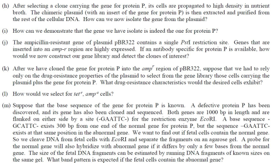 (h) After selecting a clone carrying the gene for protein P, its cells are propagated to high density in nutrient broth. The