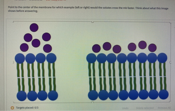 Point to the center of the membrane for which example (left or right) would the solutes cross the mb faster. Think about what
