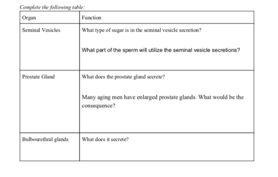 Complete the following table Organ Function Seminal Vesicles What type of sugar is in the seminal vesicle secretion? What part of the sperm will utilize the seminal vesicle secretions? Prostate Gland What does the prostate gland secrete? Many aging men have enlarged prostate glands. What would be the consequence? Bulbourethral glands What does it secrete?