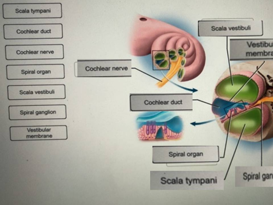Scala tympani Scala vestibuli Cochlear duct Vestibu membra Cochlear nerve Cochlear nerve n Spiral organ Scala vestibuli Cochlear duct Spiral ganglion Vestibular membrane Spiral orgarn nSpiral gn Scala tympani