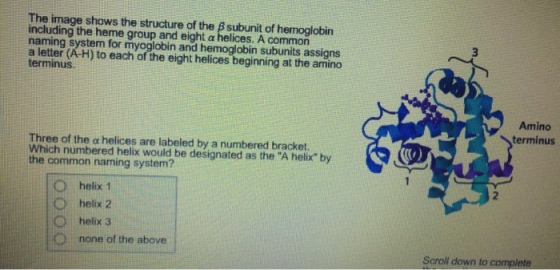 The image shows the structure of the β subunit of hemoglobin including the heme group and eight α helices. A common naming system for myoglobin and hemoglobin subunits assigns a letter (A-H) to each of the eight helices beginning at the amino terminus Amino terminus Three of the α helices are labeled by a numbered bracket. Which numbered helix would be designated as the A helix by the common naming system? O helix 1 O helix 2 C helix 3 O none of the above Scroll down to complete