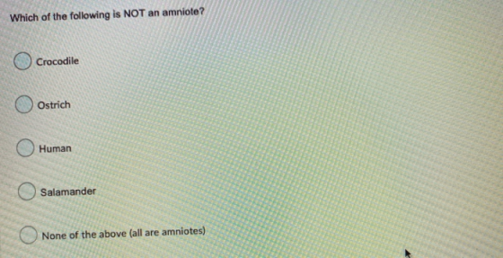 Which of the following is NOT an amniote? Crocodile Ostrich Human Salamander None of the above (all are amniotes)