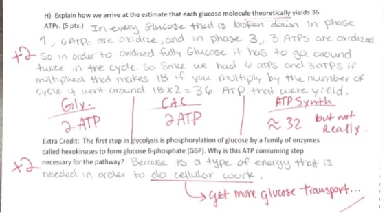 H) Explain how we arrive at the estimate that each glucose molecule theoretically yields 36 In ewany Bscose thut is lbokan den in phise 1, GAIPs are oxidite ond in phase 3, 3 ATPs are orided ギd-Sp in order to oaded fully Glucose i+ hus to CAC ATP Sxnth ATP 2- ATP Extra Credit: The first step in glycolysis is phosphorylation of glucose by a family of enzymes called hexokinases to form glucose 6-phosphate (G6P). Why is this ATP consuming step necessary for the pathway? Because o a ype of enaray thet is necded in orokex to do cellulor work but no ctty et moe glucose transpot.