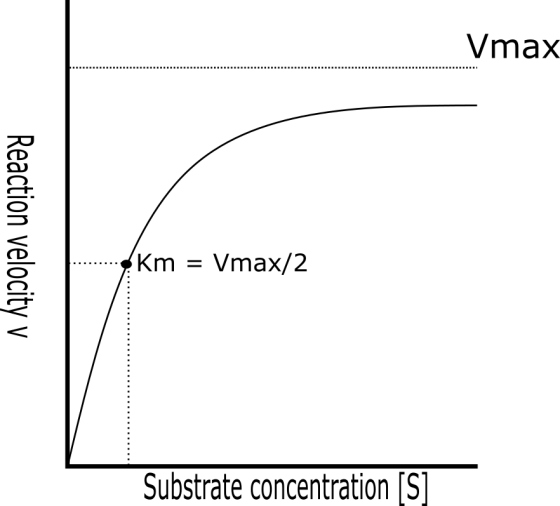 Vmax Reaction velocity v Km = Vmax/2 Substrate concentration (S]