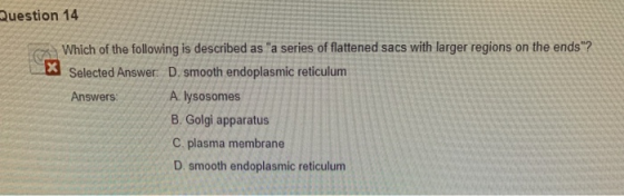Question 14 X Which of the following is described as a series of flattened sacs with larger regions on the ends? Selected A