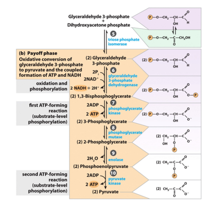 P-0-CH CH - Glyceraldehyde 3-phosphate Dihydroxyacetone phosphate triose phosphate -O-CH2 -CHCH isomerase 2NAD Ilyceraldehyde