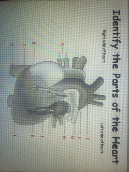 Identify the Parts of the Heart Right side of heart Left side of heart G A H B K C D