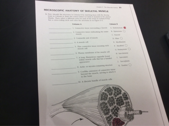 MICROSCOPIC ANATOMY OF SKELETAL MUSCLE . Finst, idensify the structures in Column B by munching them with the descrip tions in Column A. Enter the correct letters Cor terms if desired) in the anwe blanks. Then, select a diferent coloe for each of the serms in Cohumn 1i than has a color-coding circle and color the stnactures in on Pore 6-2 1. Connective tissue sumounding a fascile A. Endomysiom 2 Connective tissue ensheathing the estire B.Epimpysium C Fascice . Contractile unit of nascle 4. A muscle cell 5. Thin connective tissae inwesting each D., Fiter。 E. Myokilamen F. Myolini muscle cel 6. Plasma membrane of the muscle cell 7. A long, filamentous organelle found muscle cell G.Peum Petimyslum L Sarcolemma within muscle cells that has a banded 1 Sarcomere appearance J. Sarcoplasm 8. Actin-or myosin-containing structure 9. Cordlike extension of connective tissue K. Tendon. beyond the muscle, serving to attach in to the bone 10. A discrete bundle of muscle cells