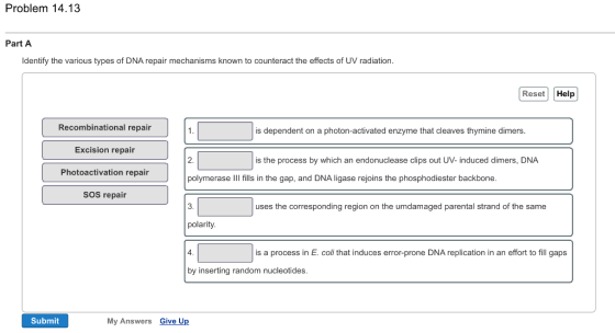 Problem 14.13 Part A den fy the various types of DNA repair mechanisms known to counteract the effects of UV radiation Reset Help Recombinational repair is dependent on a photon-activated enzyme that cleaves thymine dimers. Excision repair 2. is the process by which an endonuclease clips out UV-induced dimers, DNA Photoactivation repair U polymerase ill fills in the gap, and DNA ligase rejoins the phosphodiester backbone sos repair uses the corresponding region on the umdamaged parental strand of the same polarity. is a process in E. coli that induces error-prone DNA replication in an effort to fill gaps by inserting random nucleotides Submit My Answers Give Up