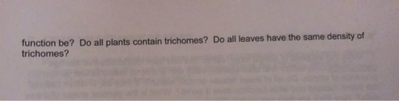 function be? Do all plants contain trichomes? Do all leaves have the same density of trichomes?