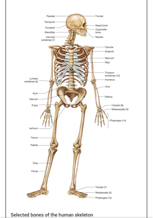 Frontal Parietal Temporal Occipital Mandible Cervical vertebrae Nasal bone Zygomatic bone Madilla - Clavicle Scapula Sternum