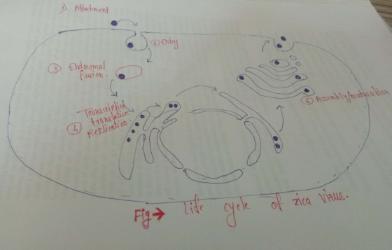 achme son Replication- le ot 21ca VALs