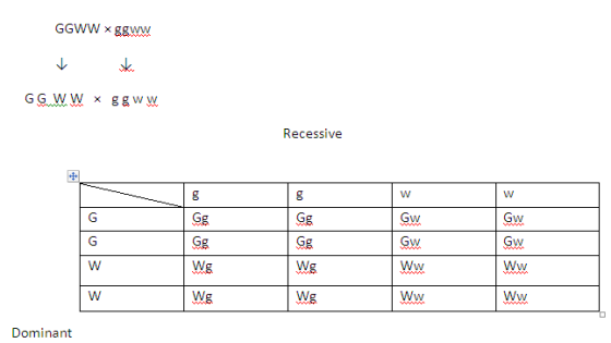 GGWW x ggww GG WW x 88 ww Recessive ww GW GW GwGW WwWw. Wg W& We WwWw. Dominant