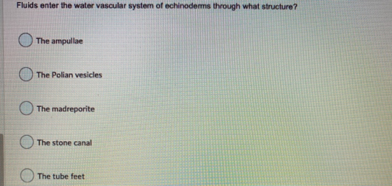 Fluids enter the water vascular system of echinoderms through what structure? The ampullae The Polian vesicles The madreporit