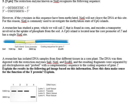 3.13 pts) The restriction enzyme known as Notl recognizes the following sequence: 5-GCGGCCGC-3 3-CGCCGGCG-5 However, if the c