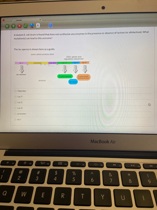20862a a A mutant E. coli strain is found that does not synthesize any enzymes in the presence or absence of lactose for allo