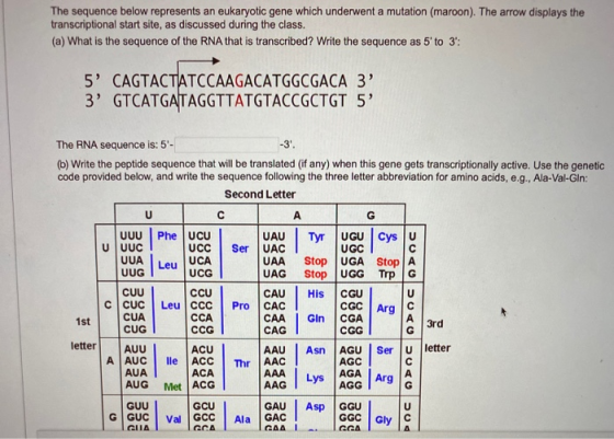The sequence below represents an eukaryotic gene which underwent a mutation (maroon). The arrow displays the transcriptional