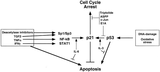 Cell Cycle Arrest Triptolide ASPP c-Jun E1A Deacetylase inhibitors TGFB inhibitors → Spl/Sp3 DNA-damage p21 _- NF-kB Oxidativ